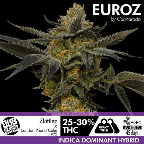 Euroz strain. Things To Know About Euroz strain. 